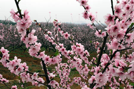 三峡大学桃花节开幕宜昌春节赏花就去美丽的校园三峡大学