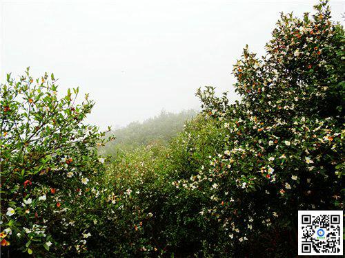 宜昌长阳龙池山赏油茶花海，龙池山世界名油茶花园观赏32种世界名花