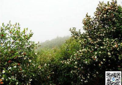 宜昌长阳龙池山赏油茶花海，龙池山世界名油茶花园观赏32种世界名花
