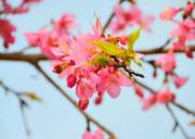 三月到宜昌枝江问安同心花海看樱花，宜昌樱花观赏地同心花海